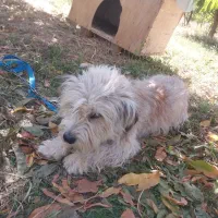 سگ خانگی شیتزو مو بلند|سگ|میاندوآب, |دیوار