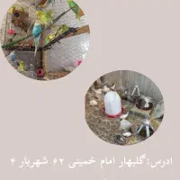 پرنده زینتی و دستی