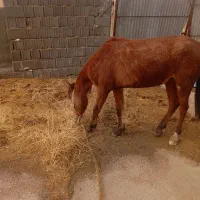 اسب ماده|حیوانات مزرعه|دهدشت, |دیوار