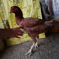 خروس لاری نسل دار|حیوانات مزرعه|گمیشان, |دیوار