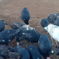 فروش بوقلمون|حیوانات مزرعه|شوط, |دیوار