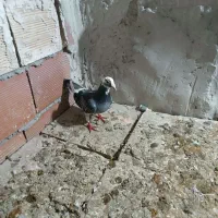 دوبر ماده|پرنده|اردبیل, |دیوار