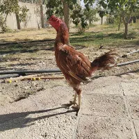 لاری معاوضه بادوچرخه ۲۶|حیوانات مزرعه|کرج, پیشاهنگی|دیوار
