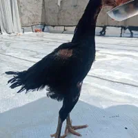 جوجه خروس لاری دو ماهه