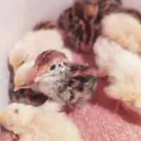 جوجه بلدرچین فروش فوری