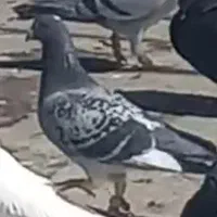 کبوتر گمشده