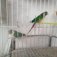 گرینچیک معاوضه ردچیک. خورشیدی شاهطوطی ملنگو|پرنده|مشهد, شهید قربانی|دیوار