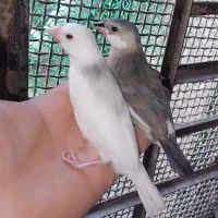 پرنده|پرنده|مشهد, محمدآباد|دیوار