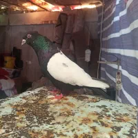 کفتر کبوتر سینه