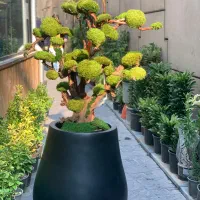 درخت جاودان،دیوارسبز،فلاورباکس