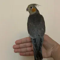 عروس هلندی ۴ ماهه ماده