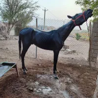 نریون
