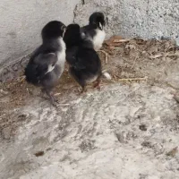 جوجه لاری افغان اصیل|حیوانات مزرعه|دابودشت, |دیوار