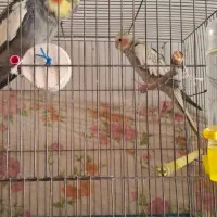 عروس مولد و دستی|پرنده|شاهرود, |دیوار