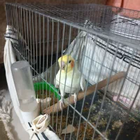 عروس هلندی دستی و کاملا عاطفی