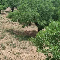 باغ بادام سنددار نزدیک پل زمانخان|فروش زمین و ملک کلنگی|شهرکرد, |دیوار