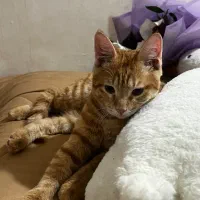 واگذاری گربه