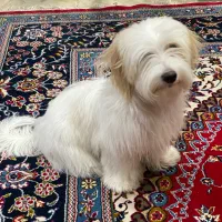 واگذاری سگ شیتزو|سگ|مبارکه, |دیوار