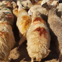 میش داشتی ( فروش به تعداد دلخواه)