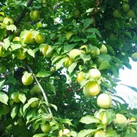 نهال قطره طلا پیوندی*