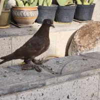 کبوتر راعبی جوونه|پرنده|جوین, |دیوار