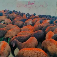 120 راس بره ماده افشار و غزل افشار فروشی ...میش|حیوانات مزرعه|مشهد, طرق|دیوار
