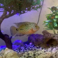 فلاور کامفا مولتی کالر|ماهی|تهران, جیحون|دیوار