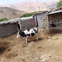 گوساله ماده یکساله ،