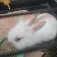 فروش خرگوش مینی لوپ در فیروزکوه با کلیه لوازم|موش و خرگوش|فیروزکوه, |دیوار