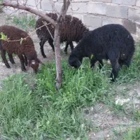 بره|حیوانات مزرعه|مهربان, |دیوار