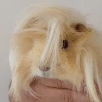 خوکچه هندی خانگی|موش و خرگوش|مرند, |دیوار