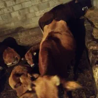 گاو با گوساله نر|حیوانات مزرعه|کلیبر, |دیوار