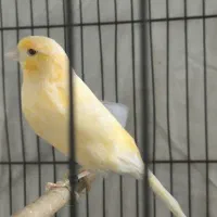 فروش دو عدد قناری ..نر و‌ماده|پرنده|بندر ماهشهر, |دیوار