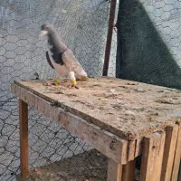 شهری الماثی