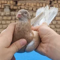 کفتر نرو ماده زرد سرور.یه کت سبز
