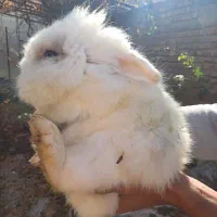 خرگوش|موش و خرگوش|کرمان, |دیوار