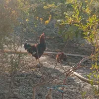 خروس|حیوانات مزرعه|محمدشهر, محمدشهر|دیوار