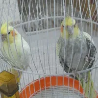 عروس هلندی جفت نر وماده