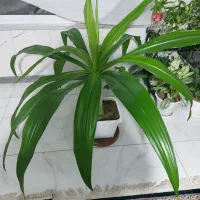 گل اشک ملکه