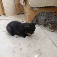 بچه گربه دی اس اچ رایگان