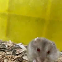 همستر کمپل|موش و خرگوش|تهران, نیروی هوایی (پیروزی)|دیوار