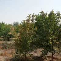 زمین-باغ-ویلا-وایقان