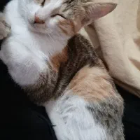 واگذاری بچه گربه