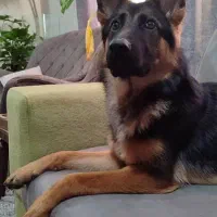 واگذاری ژرمن ۱۸ماهه|سگ|بندرعباس, |دیوار