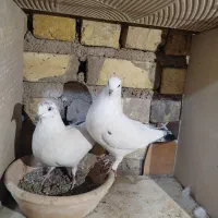 کفتر ساعت بالا|پرنده|کاشان, لتحر|دیوار