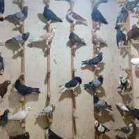 کفتر شهری پلاکی