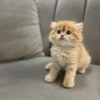 گربه بریتیش با وسایل