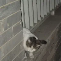 گربه پیدا شده