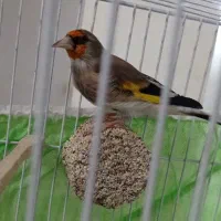 سهره جوجه قفس.