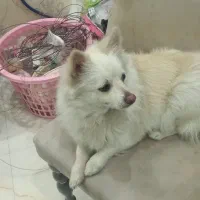 سگ پامر روباهی|سگ|اصفهان, امیرعرب|دیوار